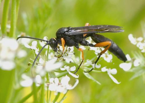 Pseudoamblyteles homocerus